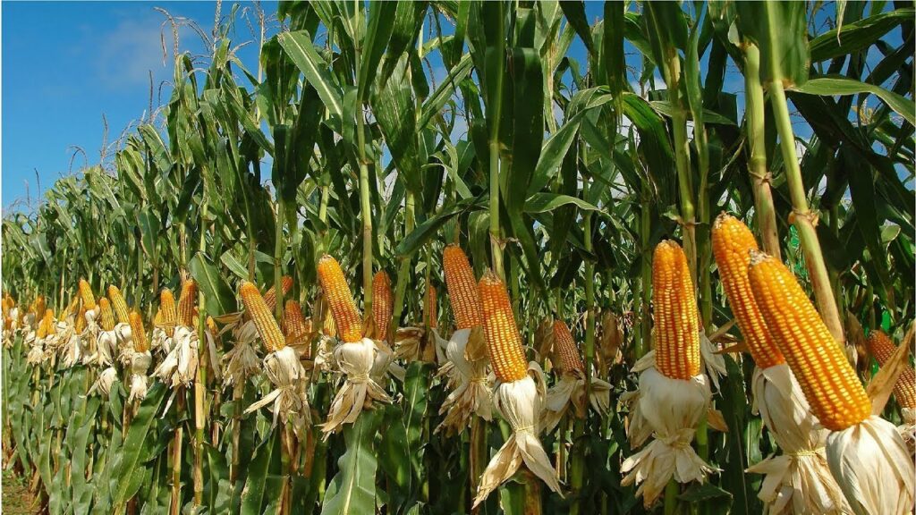 Smoked Corn on the Cob - Corn Farm