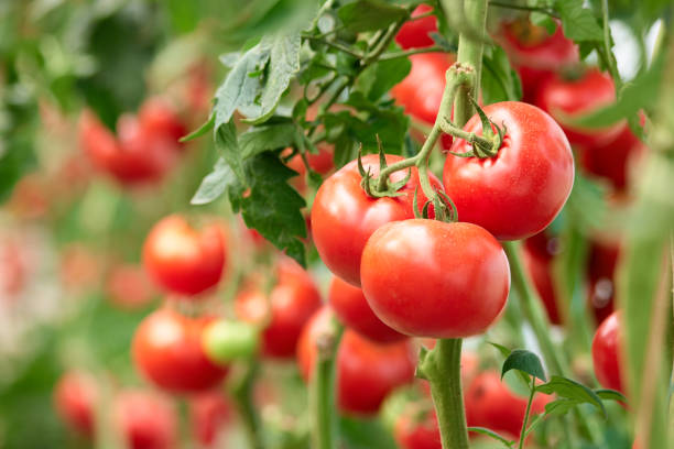Smoked Tomatoes - Tomato Farm